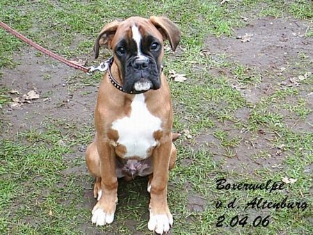 Boxer Hunde Foto 30722 Boxer Na, was kann ich jetzt anstellen ?