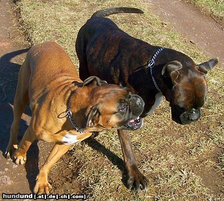 Boxer Boxer beim Spielen