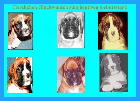 Boxer Hunde Foto 42830 in höherer Auflösung ansehen Boxer Boxergrußkarte