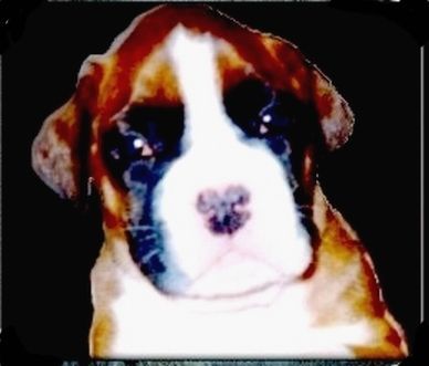 Boxer Hunde Foto 33684 in höherer Auflösung ansehen Boxer Carlo v.d.Weibertreu