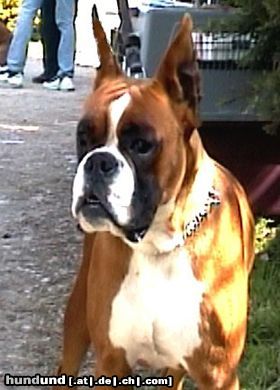 Boxer Hunde Foto 6390 Boxer
