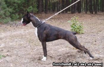 Boxer Hunde Foto 11004 Boxer CHAMPAGNE Box-Star