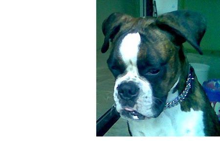 Boxer Hunde Foto 32378 Boxer Das ist meine Süße