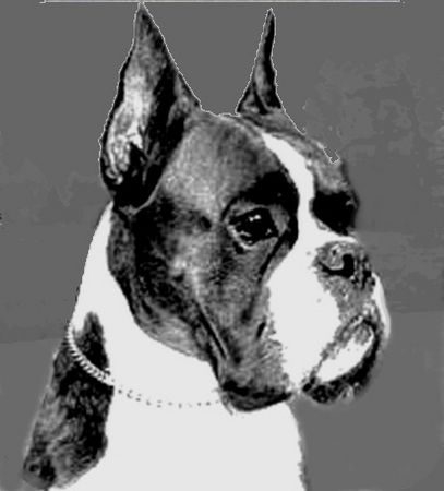 Boxer Hunde Foto 33816 Boxer Chico