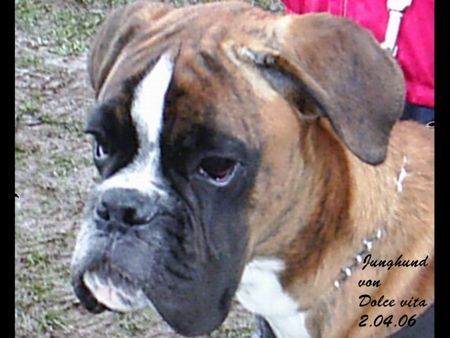 Boxer Hunde Foto 30723 in höherer Auflösung ansehen Boxer Chiumbo v. Dolce Vita