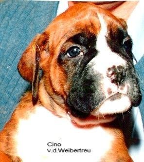 Boxer Hunde Foto 33922 Boxer Cino v.d. Weibertreu