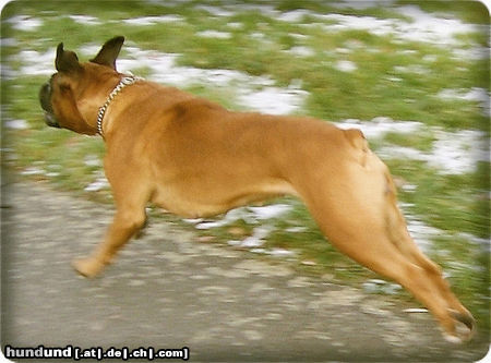 Boxer Cita im Lauf