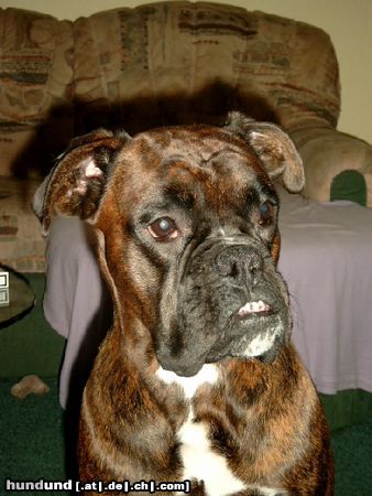 Boxer Hunde Foto 8519 Boxer bin ich nicht ein hübscher Boxer.