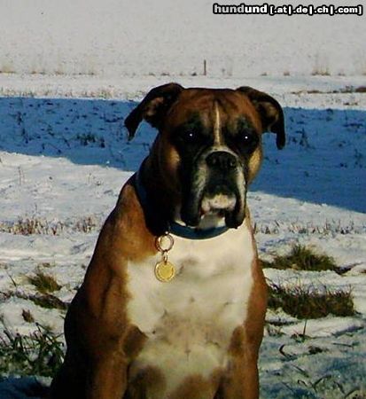 Boxer Hunde Foto 12381 Boxer Unsere süße CORA