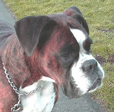 Boxer Hunde Foto 37004 in höherer Auflösung ansehen Boxer Doro