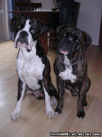 Boxer Dano en Boomer