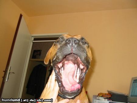 Boxer Hunde Foto 5720 Boxer So sieht ein boxer aus wenn er müde ist!!