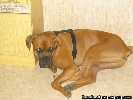 Boxer Hunde Foto 5717 Boxer Mein Boxer