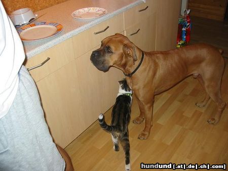 Boxer Hunde Foto 5772 Boxer Ein schmuser mit seinem besten Freund Massimo
