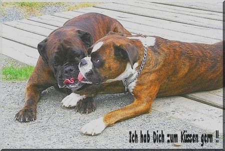 Boxer Hunde Foto 40235 in höherer Auflösung ansehen Boxer Ich hab Dich zum Fressen gern