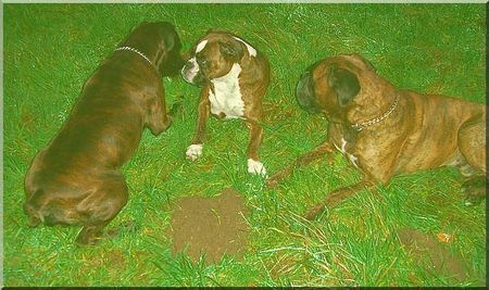 Boxer Hunde Foto 40947 in höherer Auflösung ansehen Boxer Na, was hat der ihr wohl zu sagen ?
