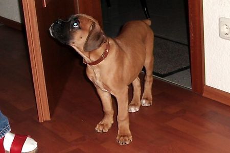 Boxer Hunde Foto 28253 Boxer hugo ratlos!!!