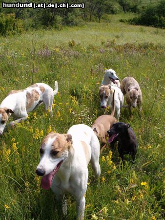 Boxer Hunde Foto 15626 Boxer die Koppel (Magyar Agars & Whippets)