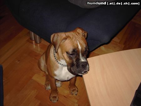 Boxer Hunde Foto 18404 Boxer Hera ist 7 monate alt