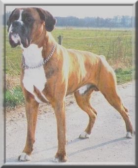 Boxer Hunde Foto 36644 in höherer Auflösung ansehen Boxer Dimas v. Triumphator