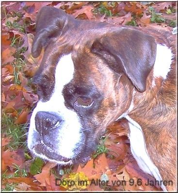 Boxer Doro im Alter von 9,6 Jahren