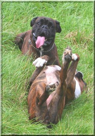 Boxer Hunde Foto 39130 Boxer Boxer beim Spielen