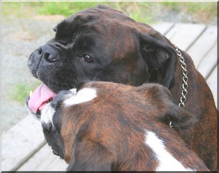 Boxer Hunde Foto 39211 Boxer