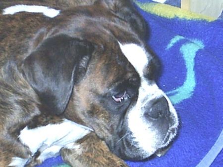 Boxer Hunde Foto 29650 in höherer Auflösung ansehen Boxer Komm unter meine Decke