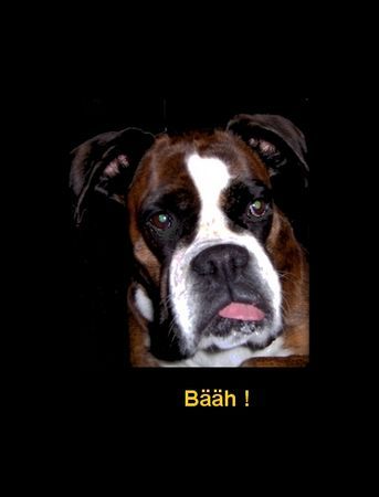 Boxer Hunde Foto 32217 in höherer Auflösung ansehen Boxer Bääh!