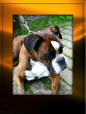 Boxer Hunde Foto 35312 in höherer Auflösung ansehen Boxer Doro