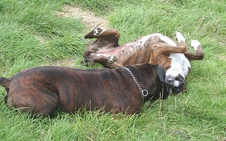 Boxer Hunde Foto 40948 in höherer Auflösung ansehen Boxer Doro und Balou