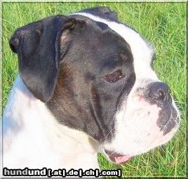 Boxer Hunde Foto 44817 in höherer Auflösung ansehen Boxer Kopfprofil