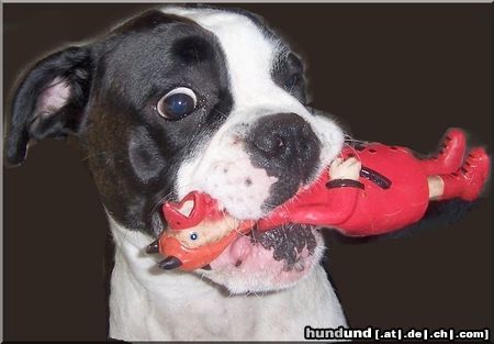 Boxer Hunde Foto 44767 in höherer Auflösung ansehen Boxer Elli mit Spielzeug