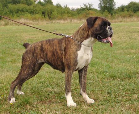 Boxer Hunde Foto 40572 in höherer Auflösung ansehen Boxer Ebie Bretorri