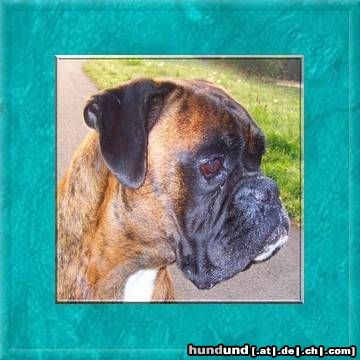 Boxer Hunde Foto 44344 in höherer Auflösung ansehen Boxer Eddy