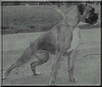 Boxer Hunde Foto 36645 Boxer Edda v. Triumphator