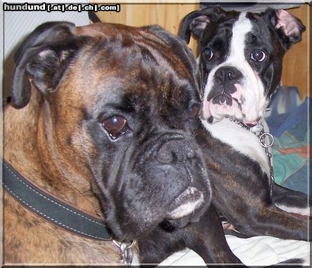 Boxer Hunde Foto 44682 in höherer Auflösung ansehen Boxer Elli