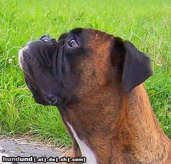 Boxer Hunde Foto 44691 in höherer Auflösung ansehen Boxer Edddy
