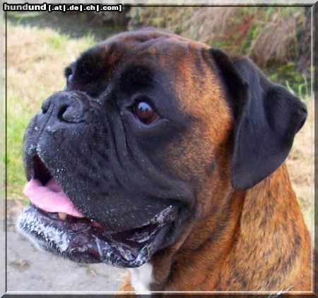 Boxer Hunde Foto 45084 in höherer Auflösung ansehen Boxer Eddie