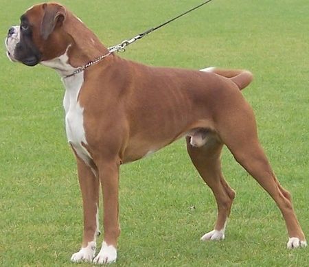 Boxer Hunde Foto 43261 in höherer Auflösung ansehen Boxer Edgar