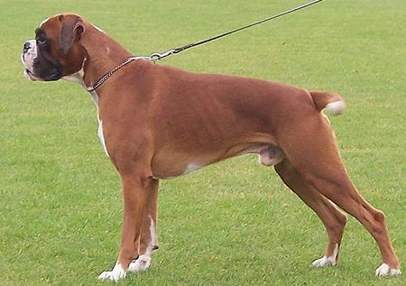 Boxer Hunde Foto 43288 in höherer Auflösung ansehen Boxer Edgar