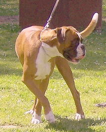 Boxer Hunde Foto 42268 in höherer Auflösung ansehen Boxer Boxerbalett