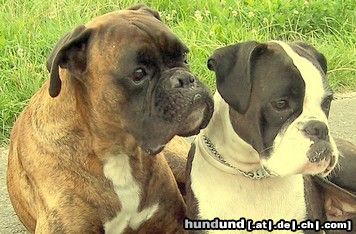 Boxer Hunde Foto 44692 in höherer Auflösung ansehen Boxer Eddy und Elly