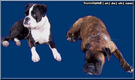 Boxer Hunde Foto 44824 in höherer Auflösung ansehen Boxer elana und eddy