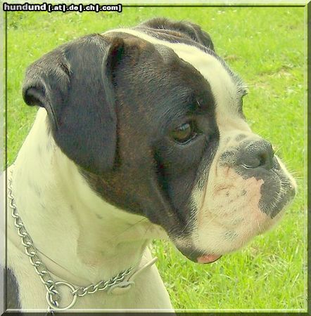 Boxer Hunde Foto 44677 in höherer Auflösung ansehen Boxer Elli