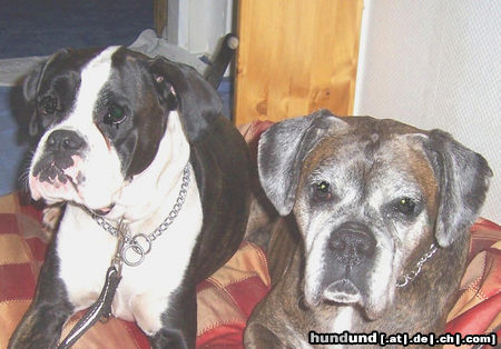 Boxer Hunde Foto 44678 in höherer Auflösung ansehen Boxer Elli und Maxi