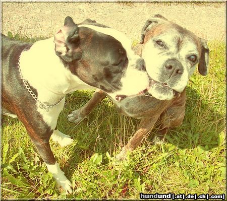 Boxer Hunde Foto 44680 in höherer Auflösung ansehen Boxer Elli