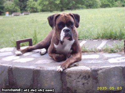 Boxer Hunde Foto 11799 Boxer