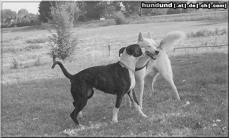 Boxer Hunde Foto 44823 in höherer Auflösung ansehen Boxer husky und boxer spielend