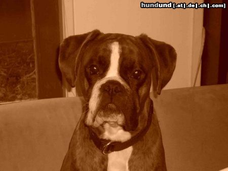 Boxer Hunde Foto 17977 Boxer Else